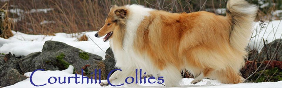 Courthill Collies