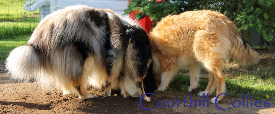 Courthill Collies - rough collie, collie, courthill, basil, havanna, nia, androma, aydeen, langhåret collie