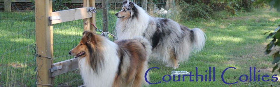 Courthill Collies
